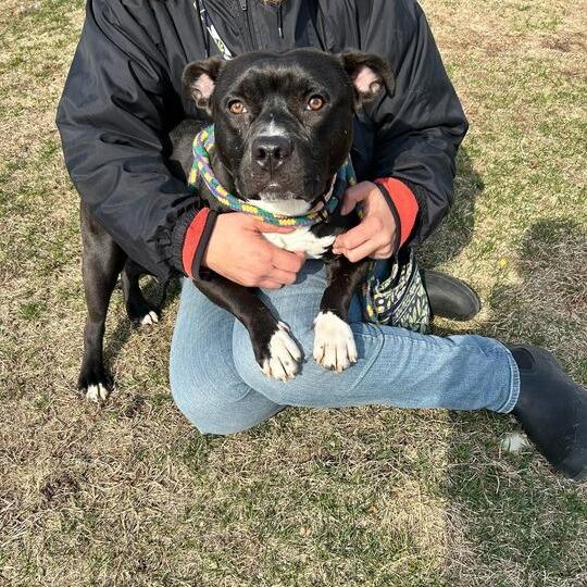 Enlarge It's A Rock, a Adoptable Mixed Breed in Davenport, IA image 4/6