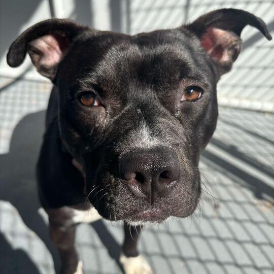 Enlarge It's A Rock, a Adoptable Mixed Breed in Davenport, IA image 5/6