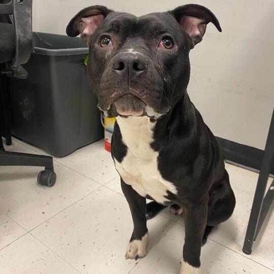 Enlarge It's A Rock, a Adoptable Mixed Breed in Davenport, IA image 6/6