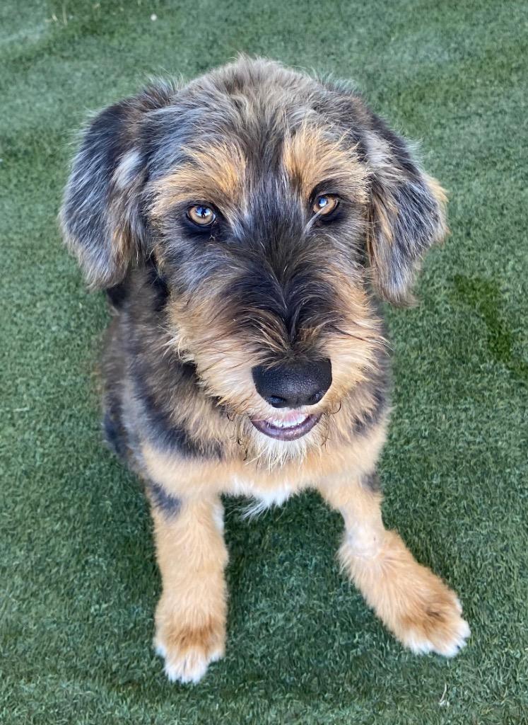 Millie, Adoptable, Young Female Wirehaired Terrier.