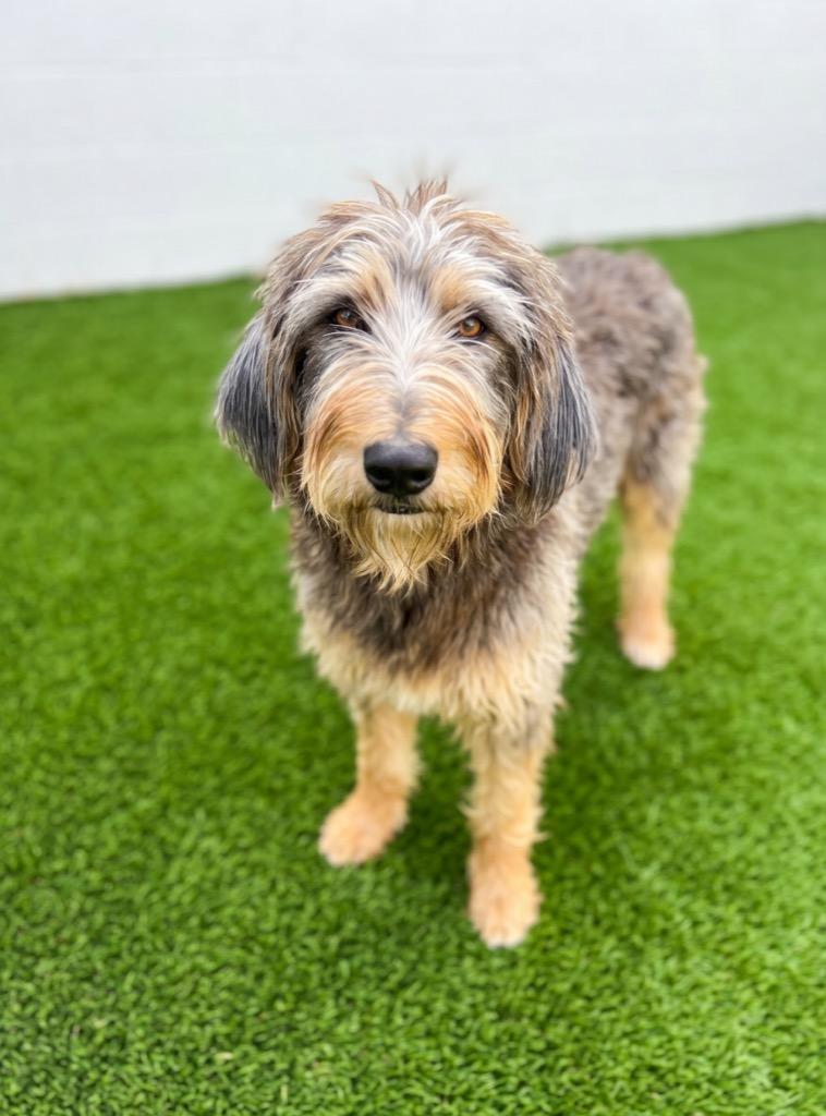 Enlarge Millie, a Adoptable mixed breed in Midland, TX image 2/3