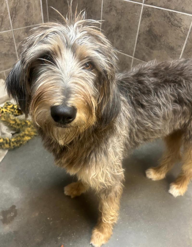 Enlarge Millie, a Adoptable mixed breed in Midland, TX image 3/3