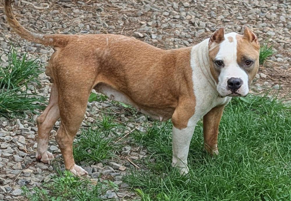 Haley, Adoptable, Adult Female American Staffordshire Terrier.