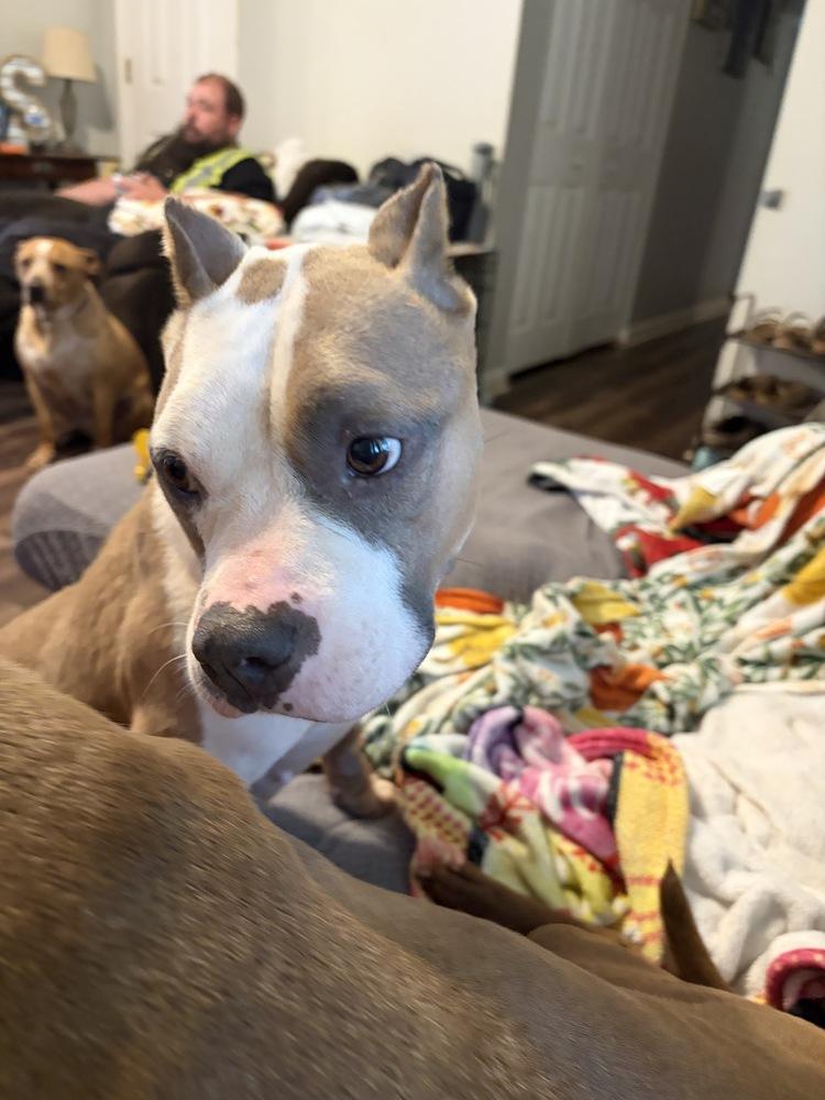 Enlarge Haley, a Adoptable American Staffordshire Terrier in Jackson, GA image 3/5