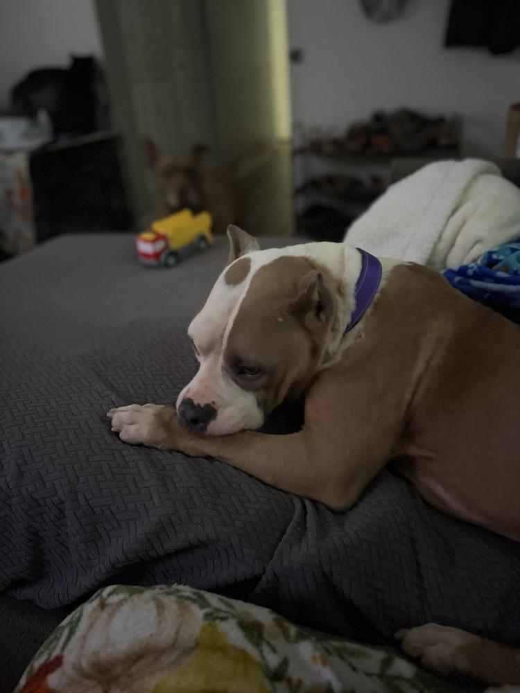 Enlarge Haley, a Adoptable American Staffordshire Terrier in Jackson, GA image 5/5