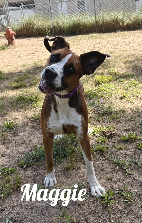Enlarge Maggie, a ADOPTABLE mixed breed in Manistee, MI image 1/1