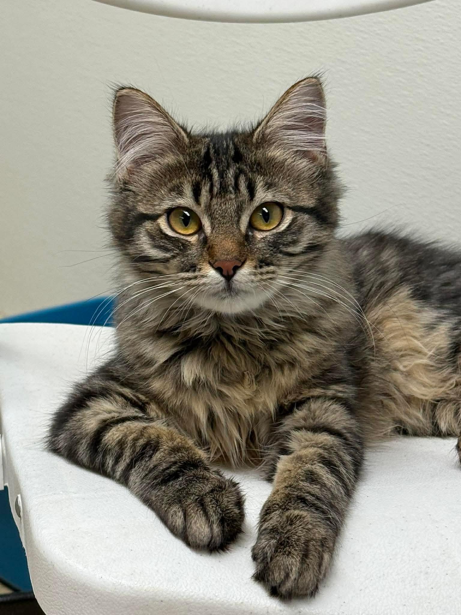 Murray , adoptable, Kitten Male Domestic Long Hair.