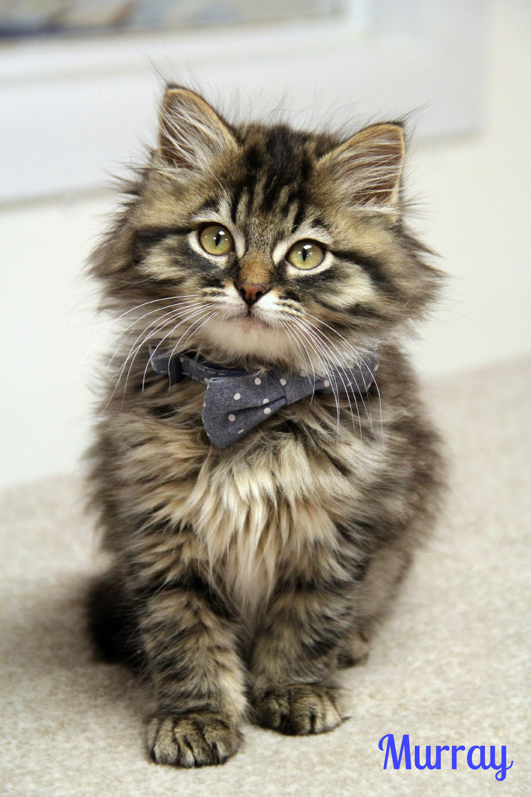 Enlarge Murray , a ADOPTABLE Domestic Long Hair in Vinton, IA image 1/1