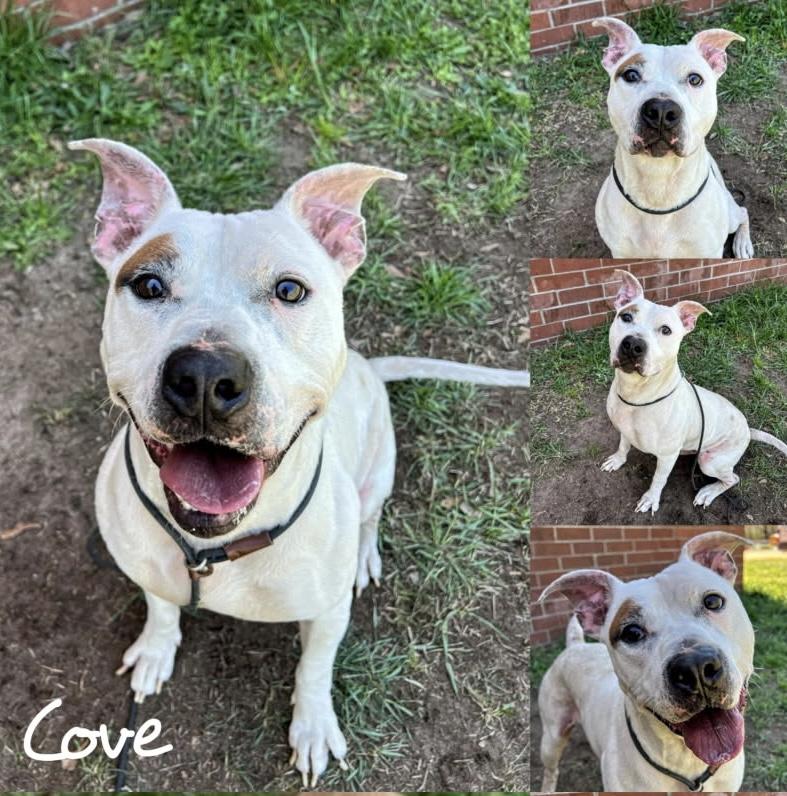 Enlarge Cove, a Adoptable mixed breed in Copiague, NY image 1/1