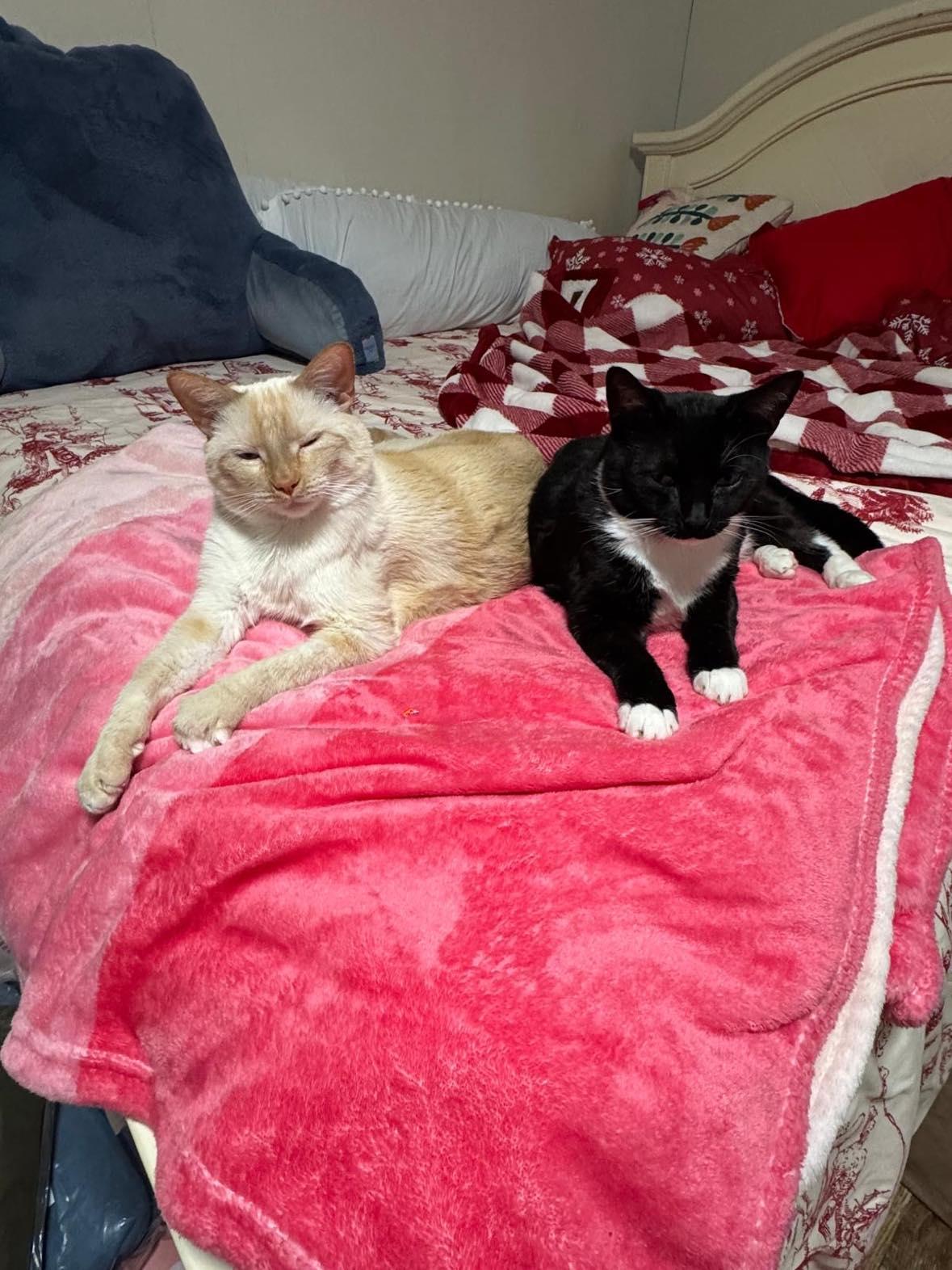Enlarge Thor & Loki, a ADOPTABLE Domestic Medium Hair in Flemington, NJ image 3/6