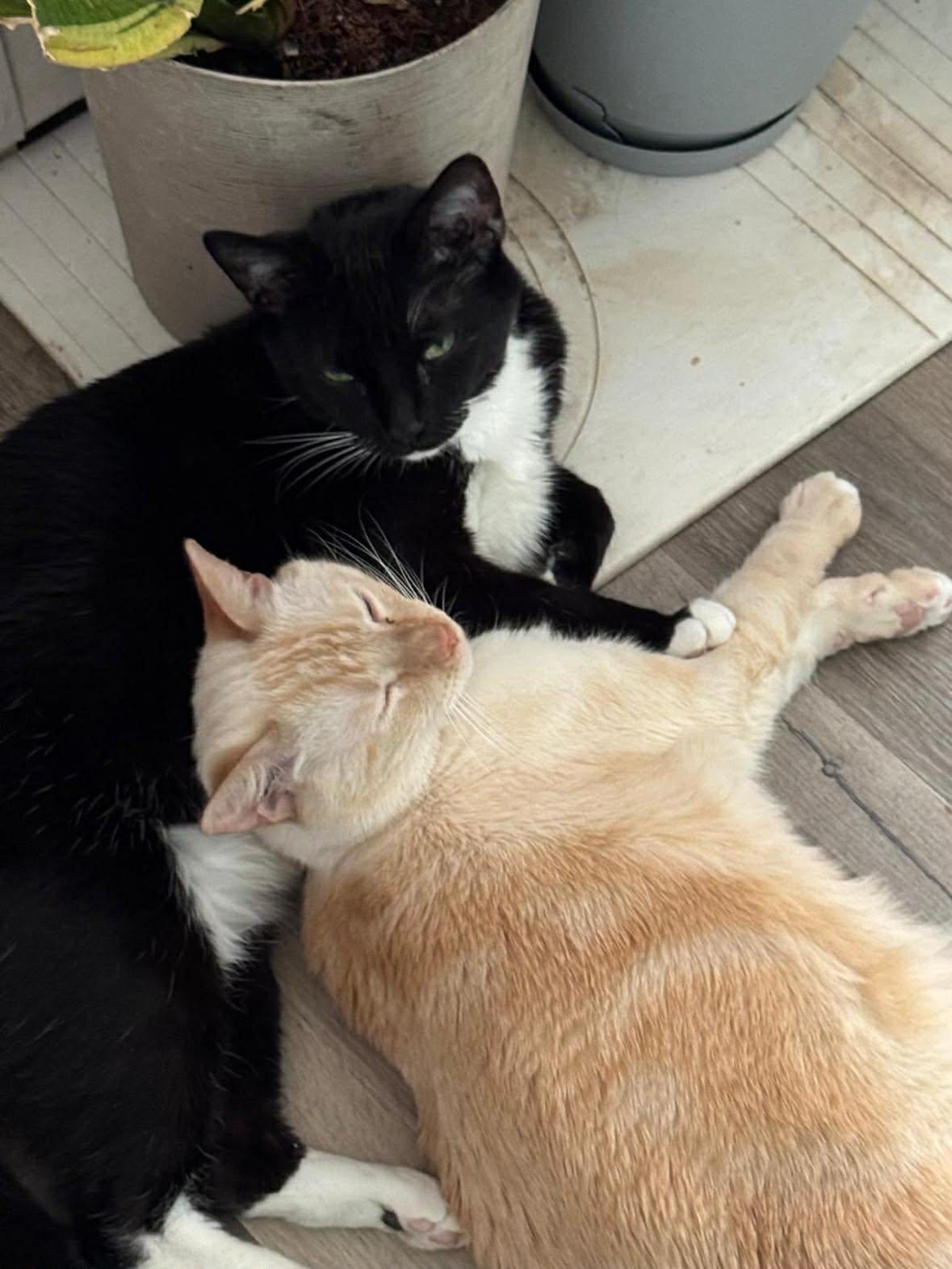 Enlarge Thor & Loki, a ADOPTABLE Domestic Medium Hair in Flemington, NJ image 2/6