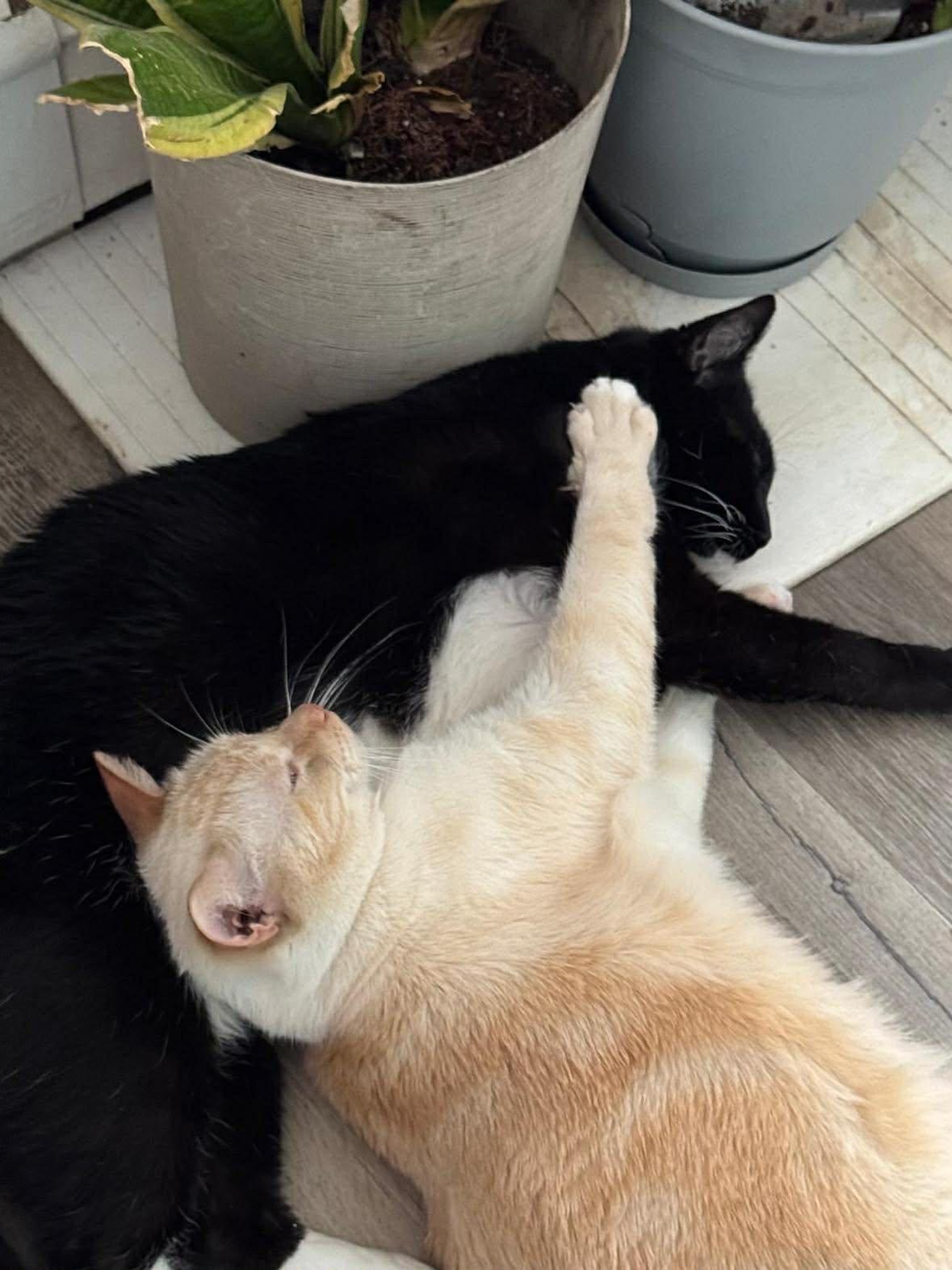 Enlarge Thor & Loki, a ADOPTABLE Domestic Medium Hair in Flemington, NJ image 6/6