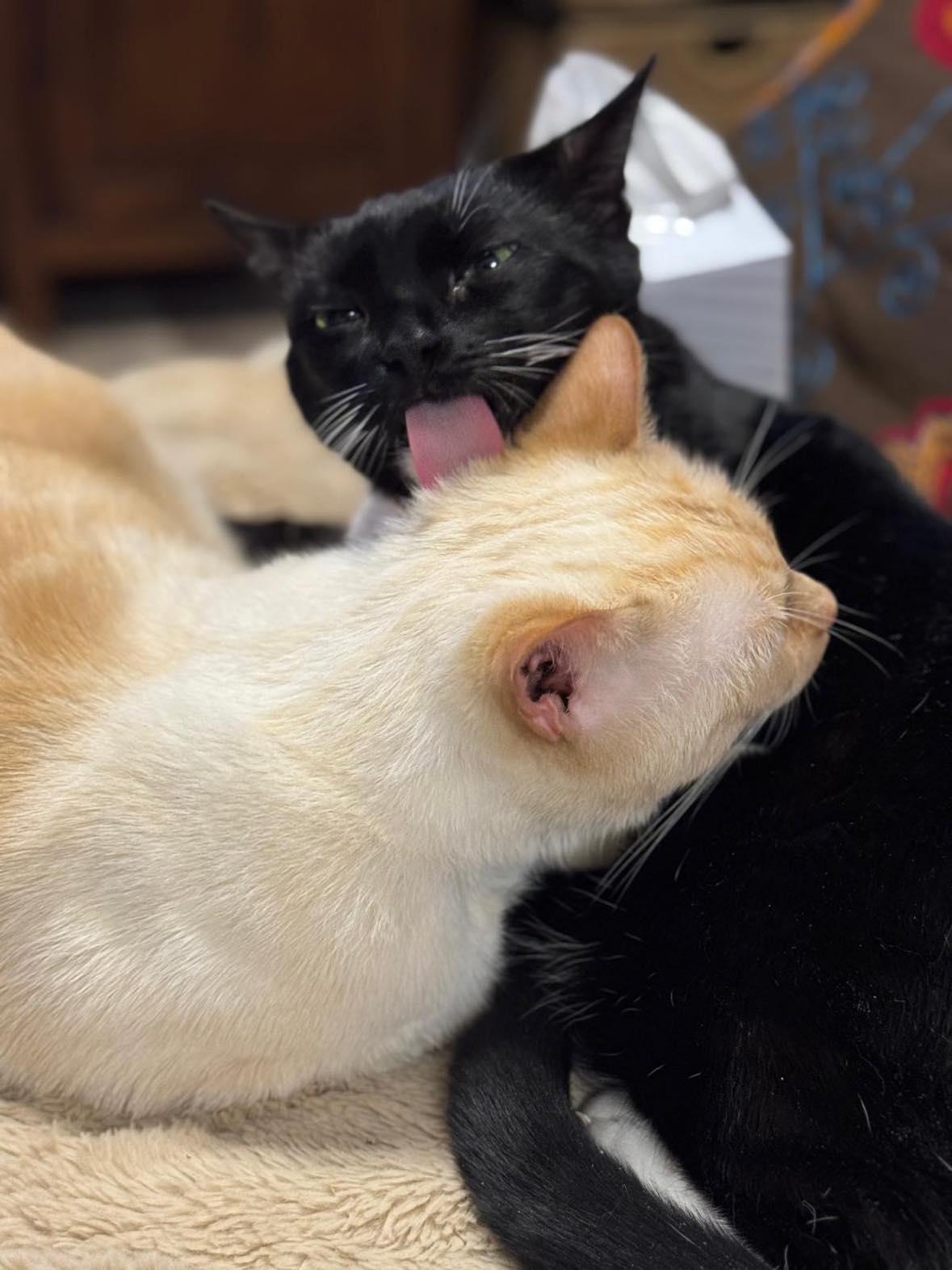 Enlarge Thor & Loki, a ADOPTABLE Domestic Medium Hair in Flemington, NJ image 4/6