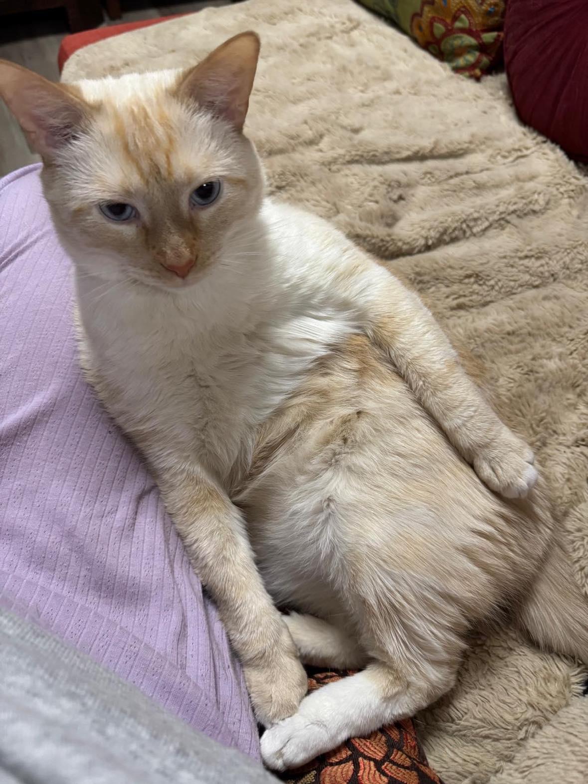 Enlarge Thor & Loki, a ADOPTABLE Domestic Medium Hair in Flemington, NJ image 5/6