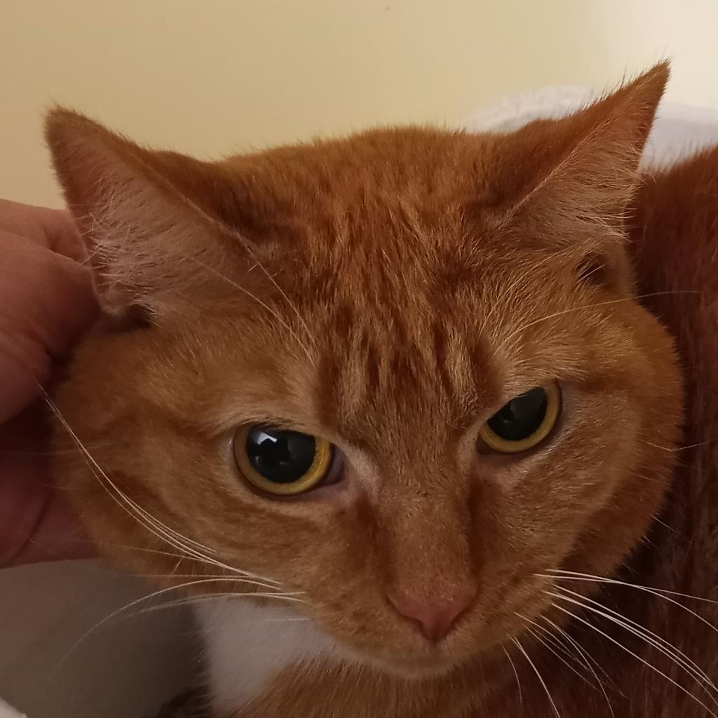 Meredith, a Adoptable Domestic Short Hair in Zanesville, OH image 2/4