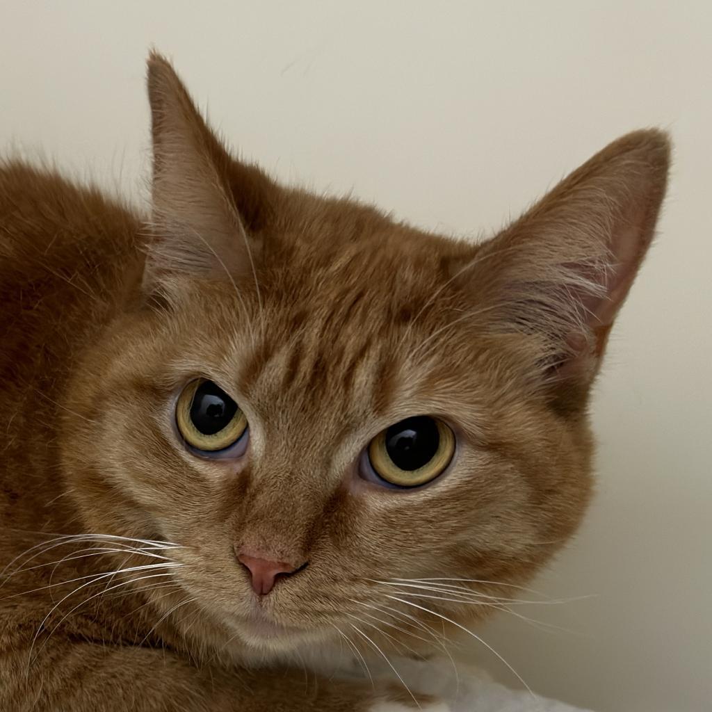 Meredith, a Adoptable Domestic Short Hair in Zanesville, OH image 4/4
