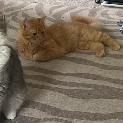 Enlarge Blaze, an adopted Domestic Medium Hair in Sanford, NC image 2/2