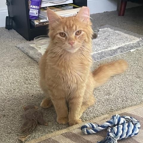 Blaze, adopted, Kitten Male Domestic Medium Hair.