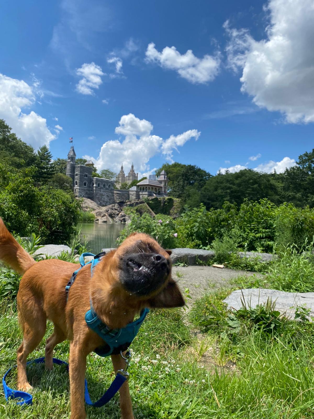 Enlarge Ruby. Hiking buddy wants a quiet home, a Adoptable Mixed Breed in Brooklyn, NY image 5/5