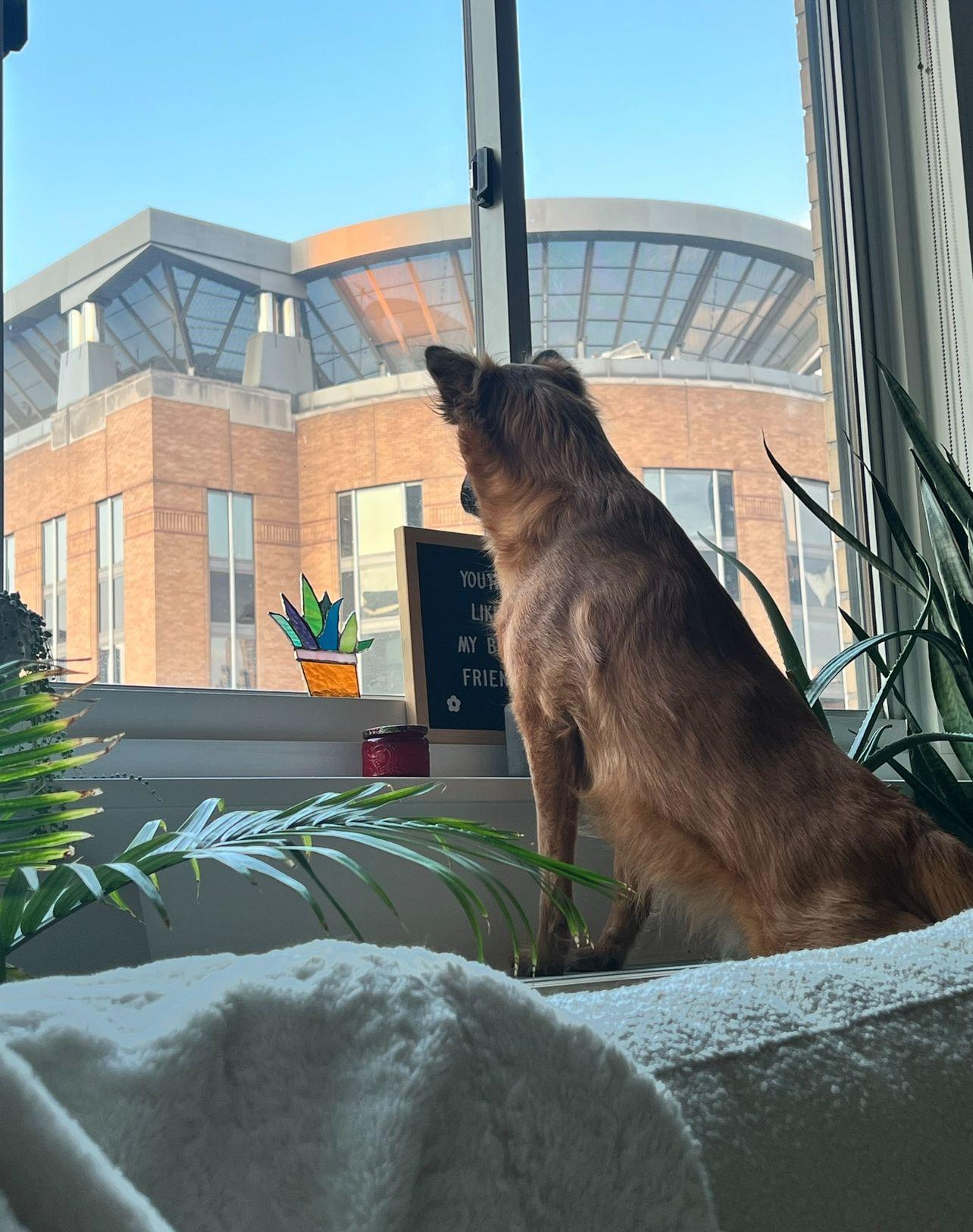 Enlarge Ruby. Hiking buddy wants a quiet home, a Adoptable Mixed Breed in Brooklyn, NY image 2/5