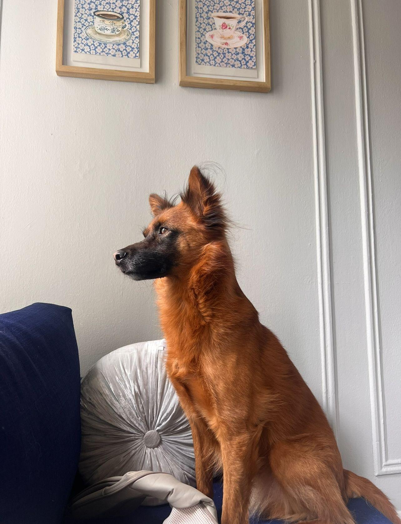 Enlarge Ruby. Hiking buddy wants a quiet home, a Adoptable Mixed Breed in Brooklyn, NY image 1/5