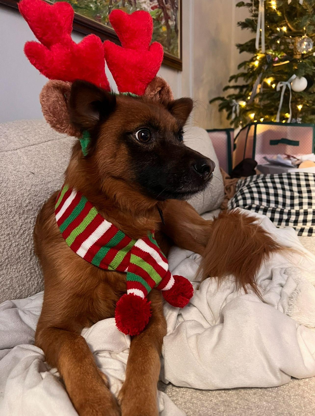 Ruby. Hiking Buddy Wants thumbnail 4