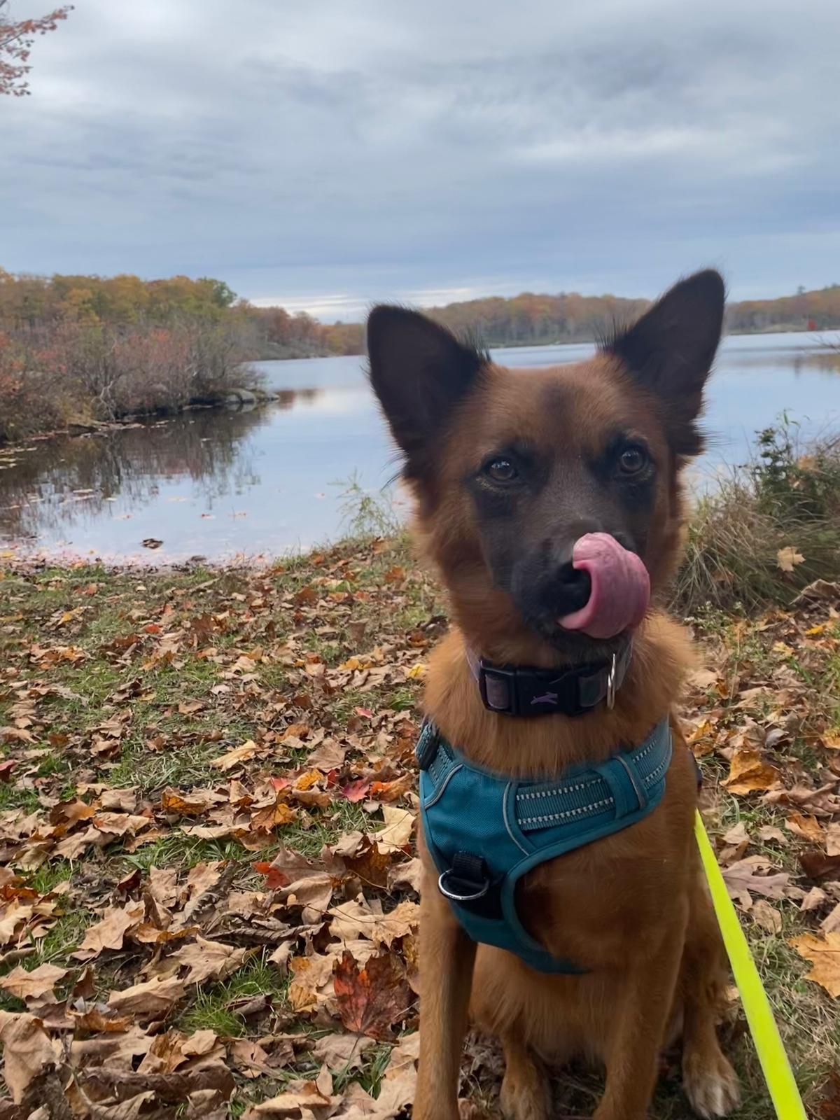 Ruby. Hiking Buddy Wants thumbnail 5