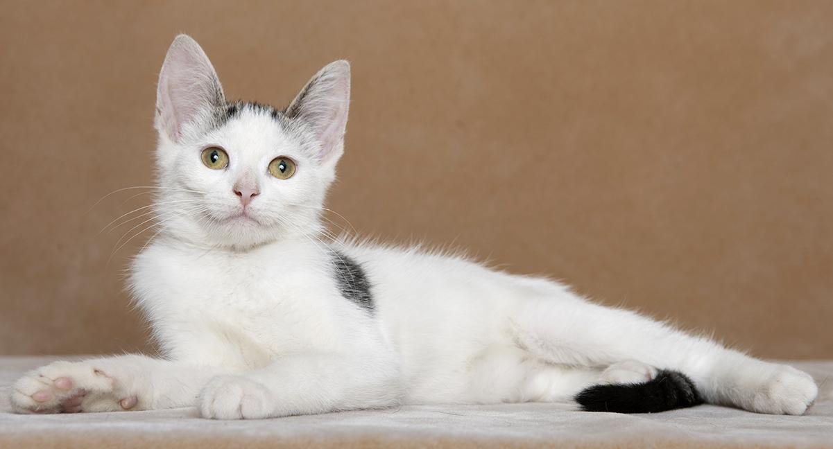 Emma, a ADOPTABLE Domestic Short Hair in Chicago, IL image 5/6