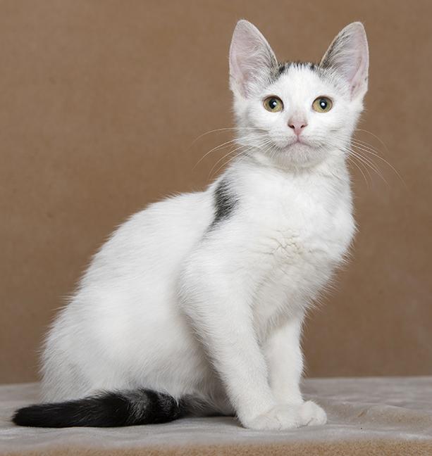 Emma, a ADOPTABLE Domestic Short Hair in Chicago, IL image 3/6