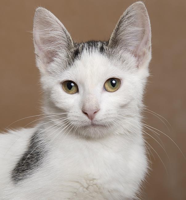 Emma, a ADOPTABLE Domestic Short Hair in Chicago, IL image 1/6