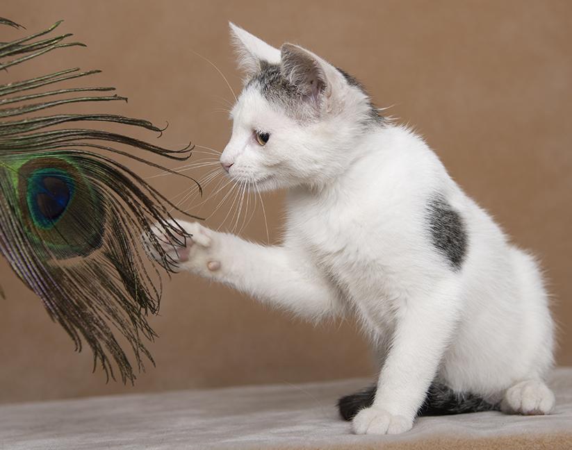 Emma, a ADOPTABLE Domestic Short Hair in Chicago, IL image 4/6