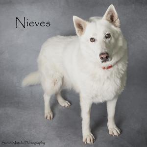 Nieves, a Adoptable mixed breed in Ruidoso, NM image 1/2