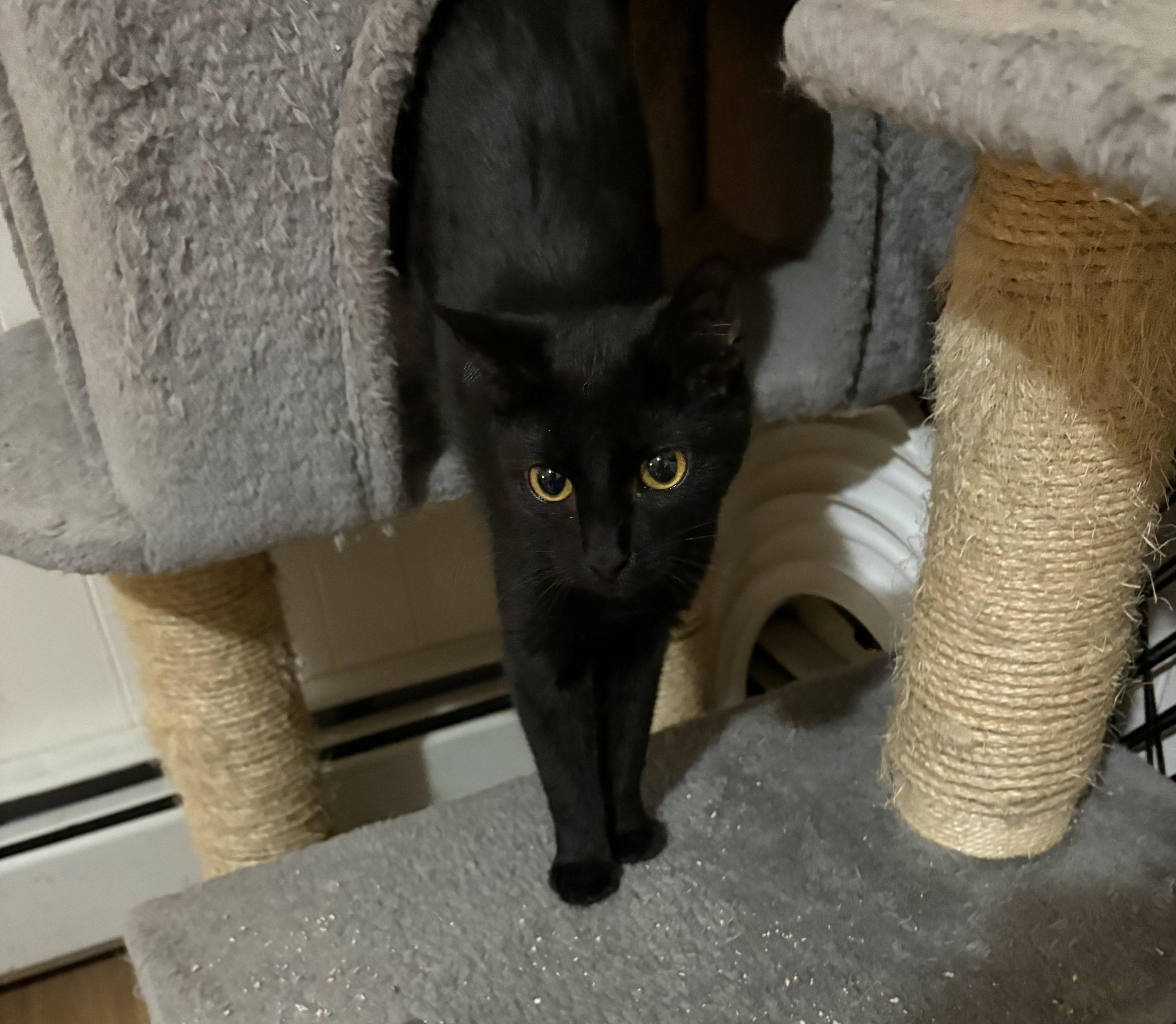 Winnie, ADOPTABLE, Kitten Female American Shorthair.