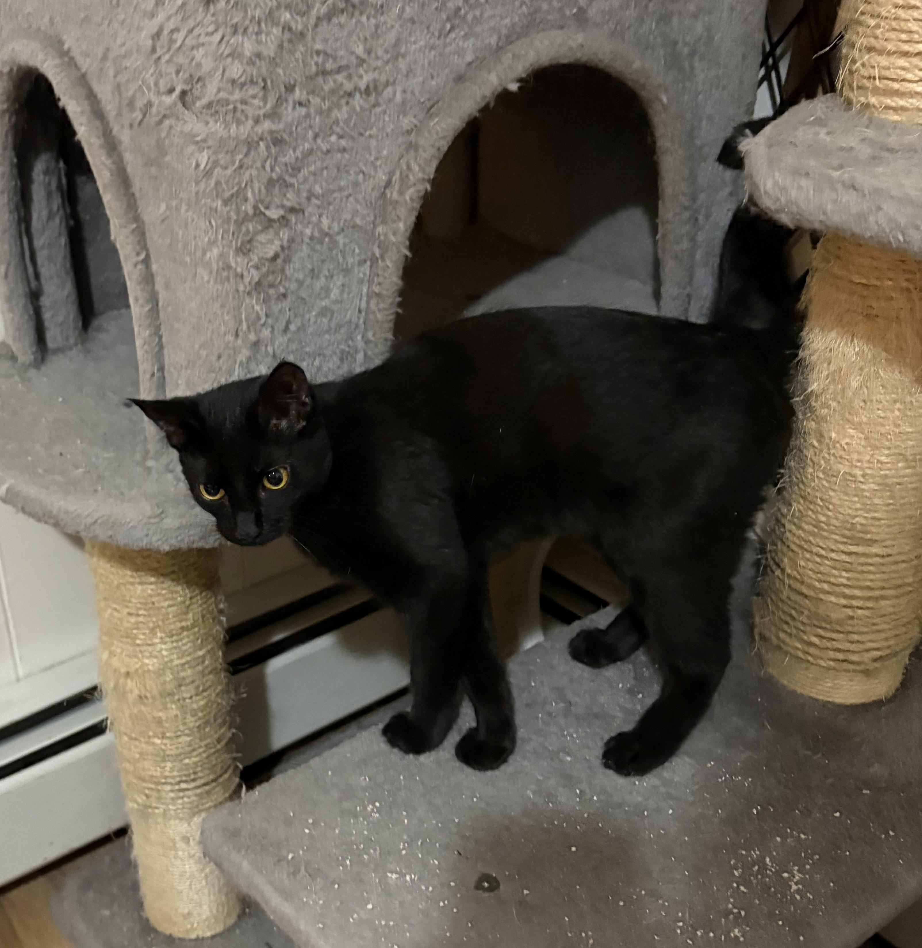 Enlarge Winnie, a ADOPTABLE American Shorthair in Jersey City, NJ image 2/3