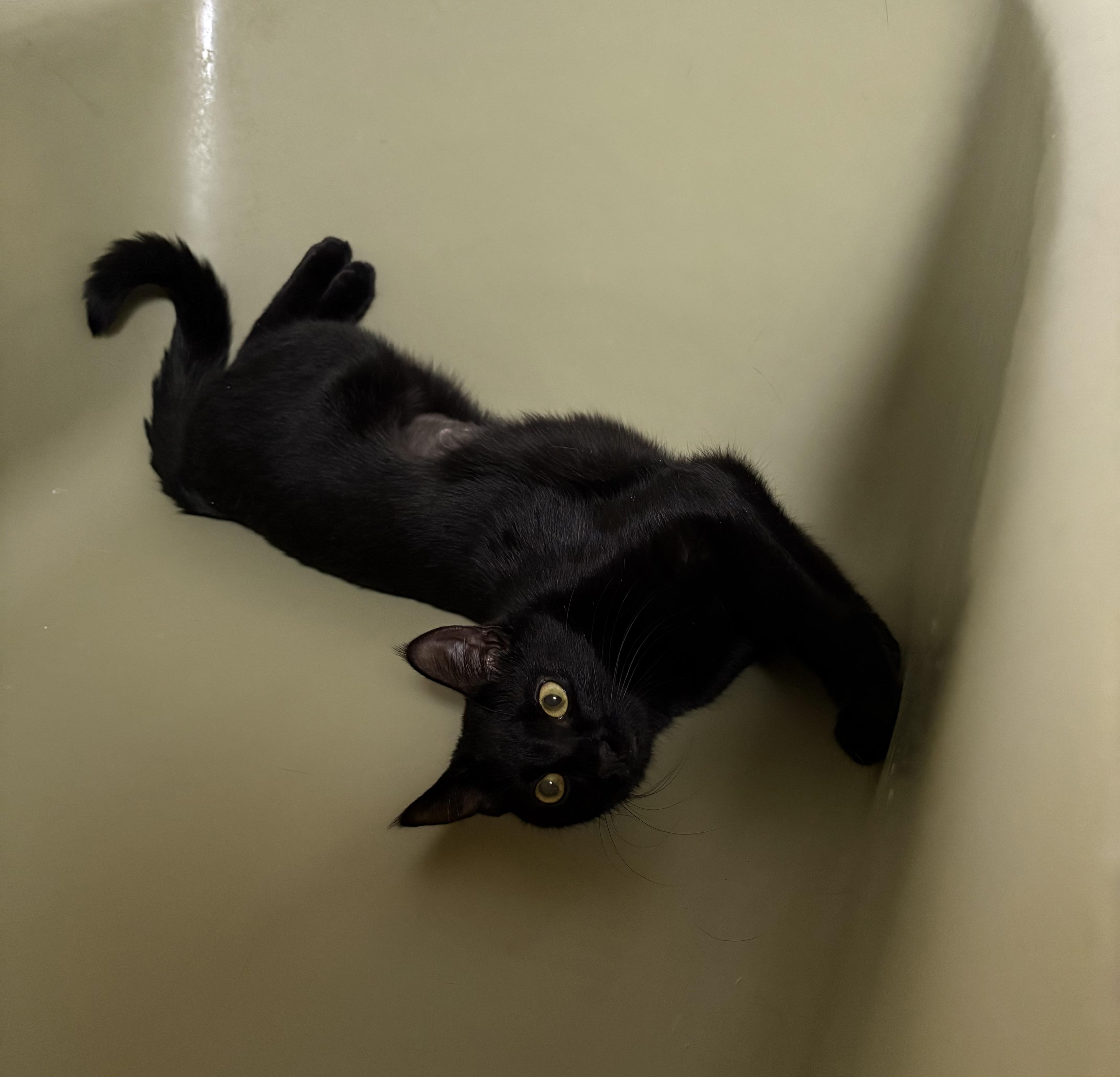 Onyx, ADOPTABLE, Kitten Female American Shorthair.