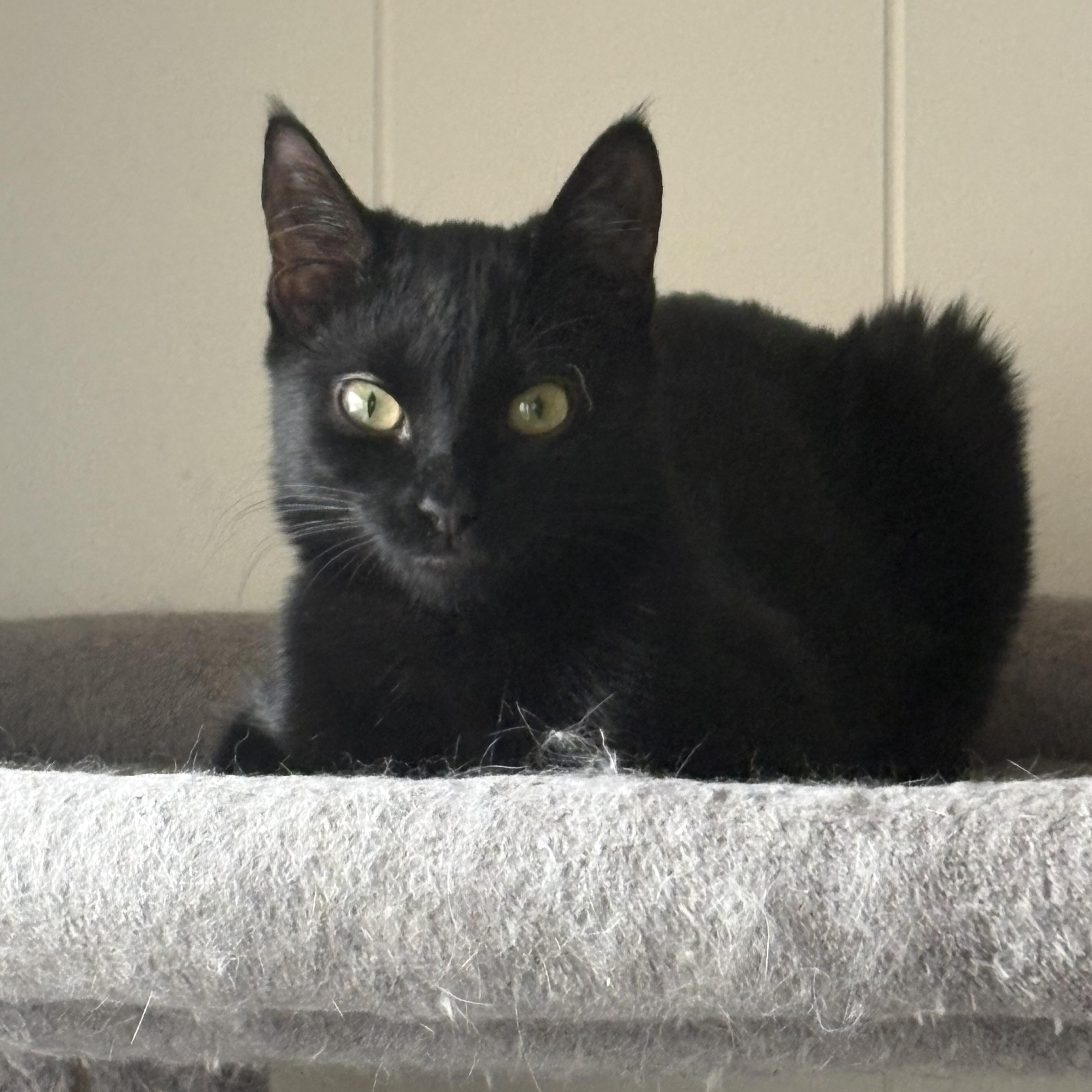 Enlarge Onyx, an adopted American Shorthair in Jersey City, NJ image 2/6