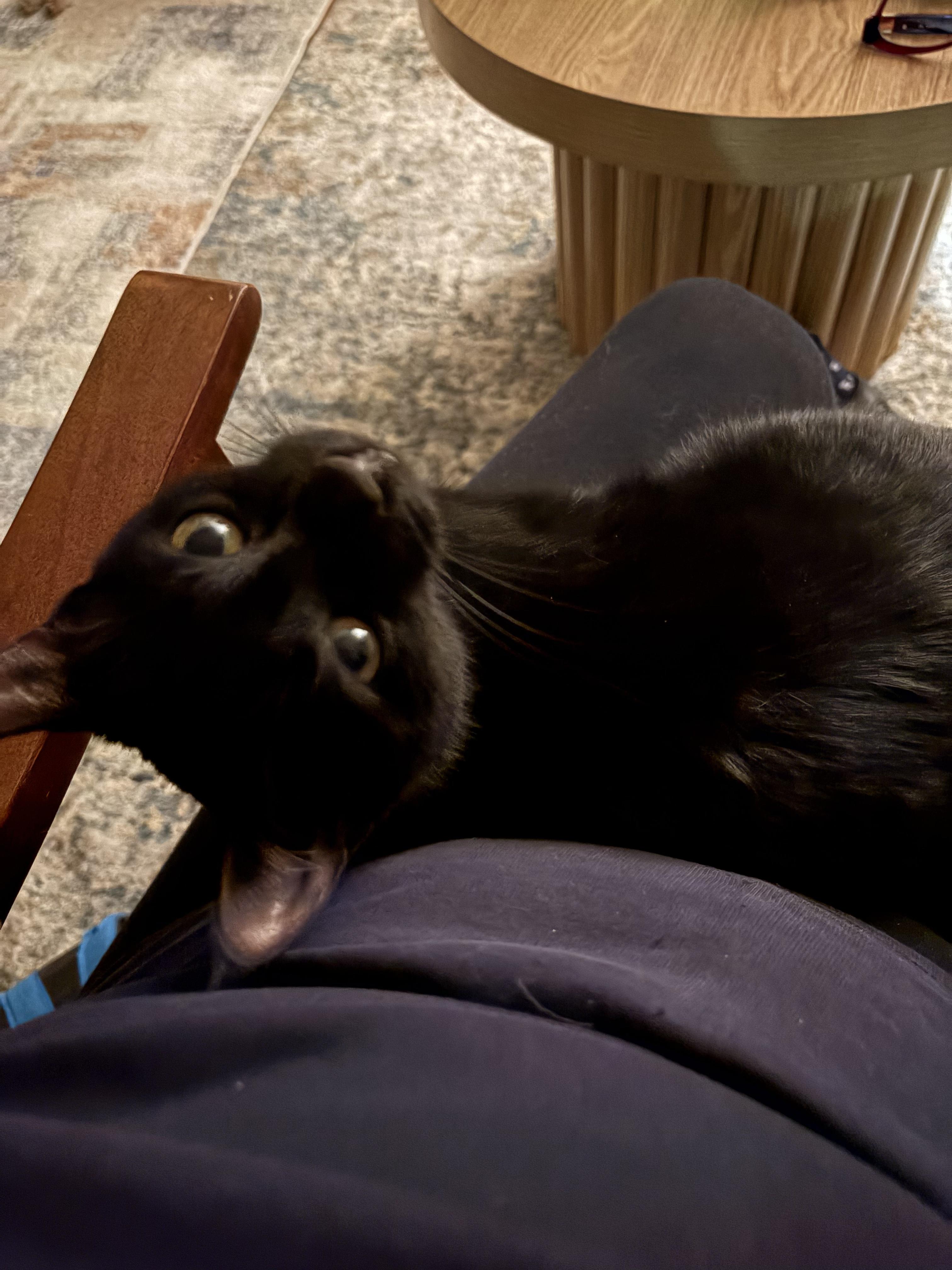 Enlarge Onyx, an adopted American Shorthair in Jersey City, NJ image 3/6