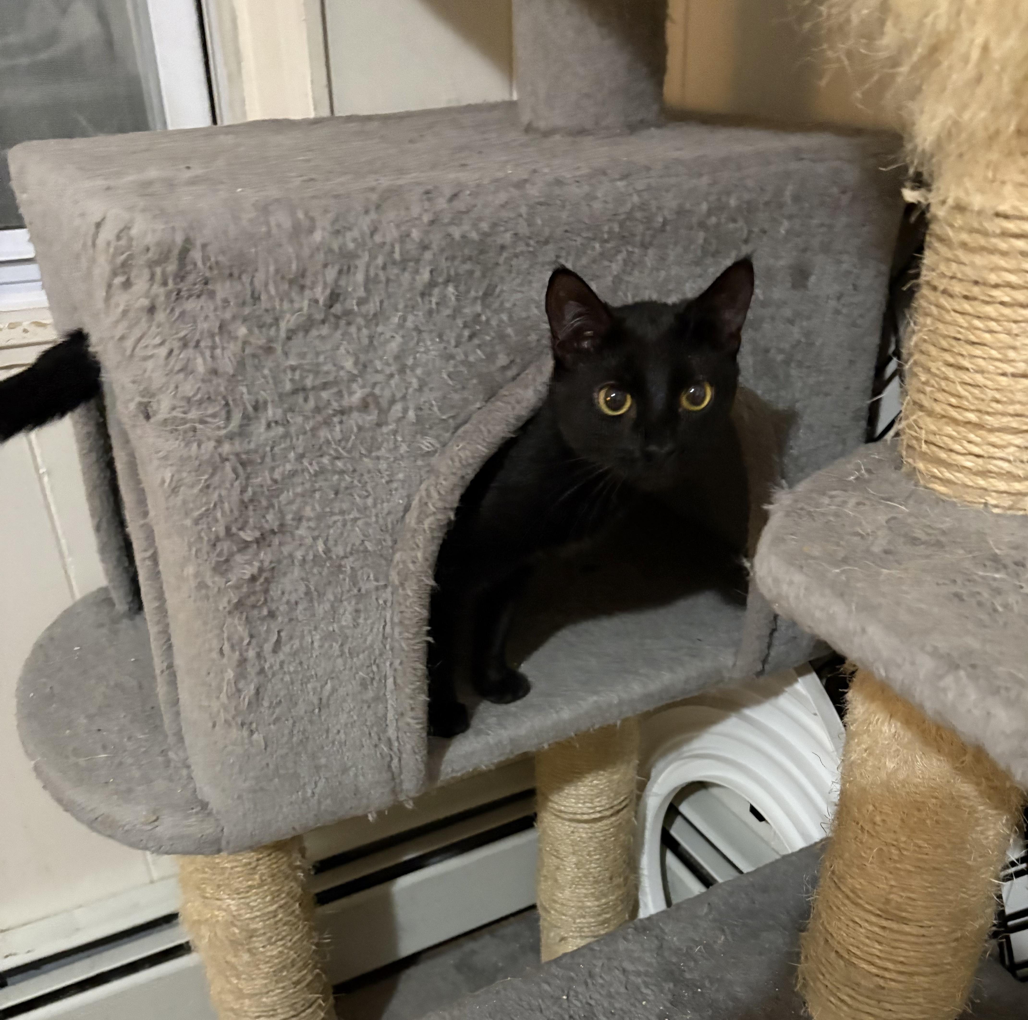 Enlarge Winnie, a ADOPTABLE American Shorthair in Jersey City, NJ image 3/3