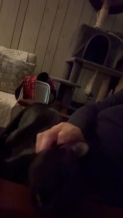 Enlarge Onyx, an adopted American Shorthair in Jersey City, NJ video 6/6