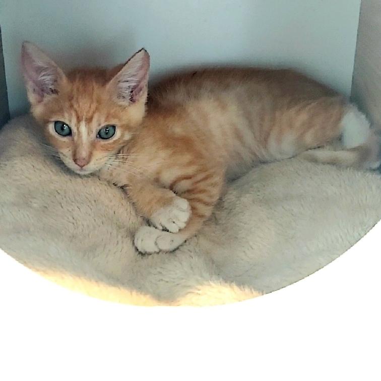 Enlarge Tuk Tuk, a Adopted Domestic Short Hair in Aiea, HI image 2/3