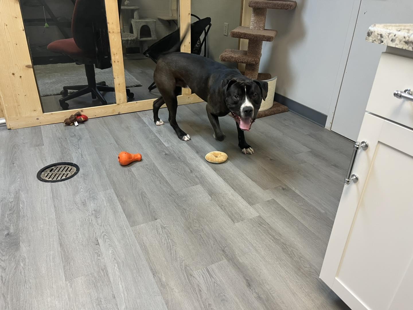 Enlarge Rambo, an adoptable Pit Bull Terrier in Orange, VA image 3/5