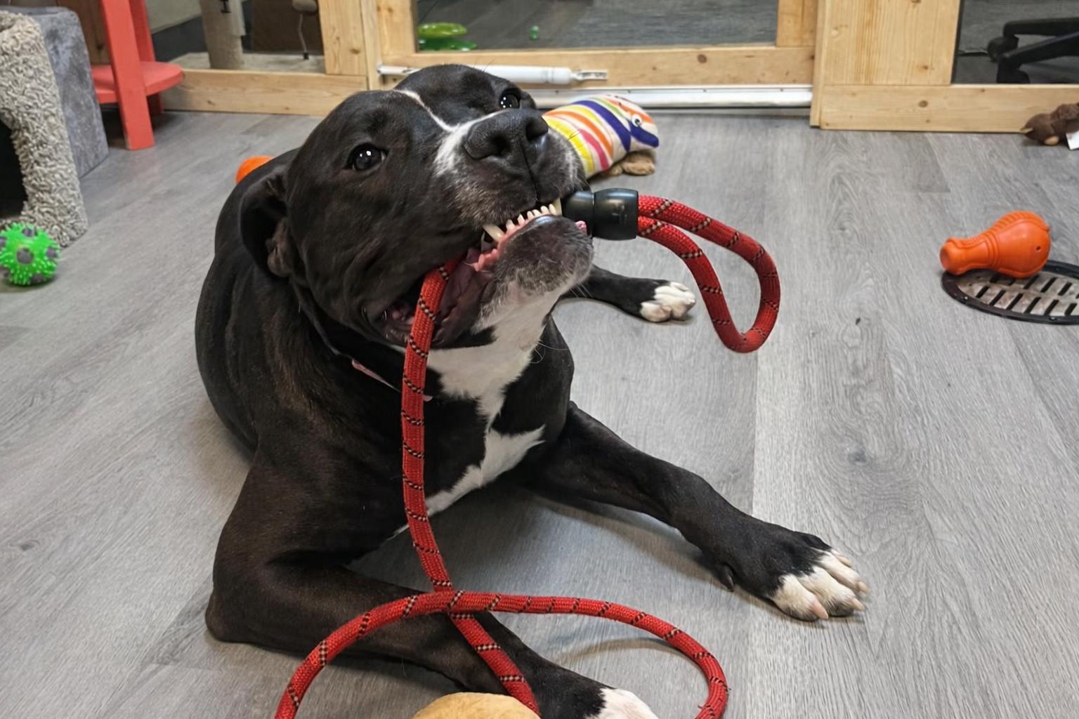 Enlarge Rambo, an adoptable Pit Bull Terrier in Orange, VA image 2/5
