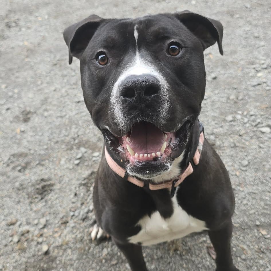 Rambo, adoptable, Young Male Pit Bull Terrier.