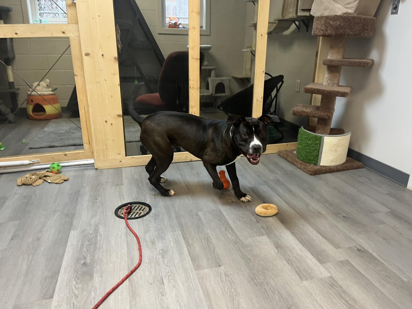 Enlarge Rambo, an adoptable Pit Bull Terrier in Orange, VA image 4/5