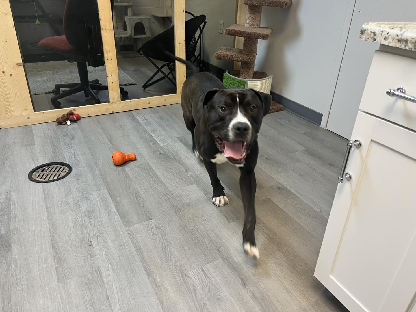 Rambo, adoptable, Young Male Pit Bull Terrier.