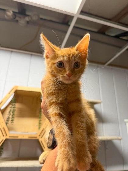 Sander, Adoptable, Young Male Domestic Short Hair.