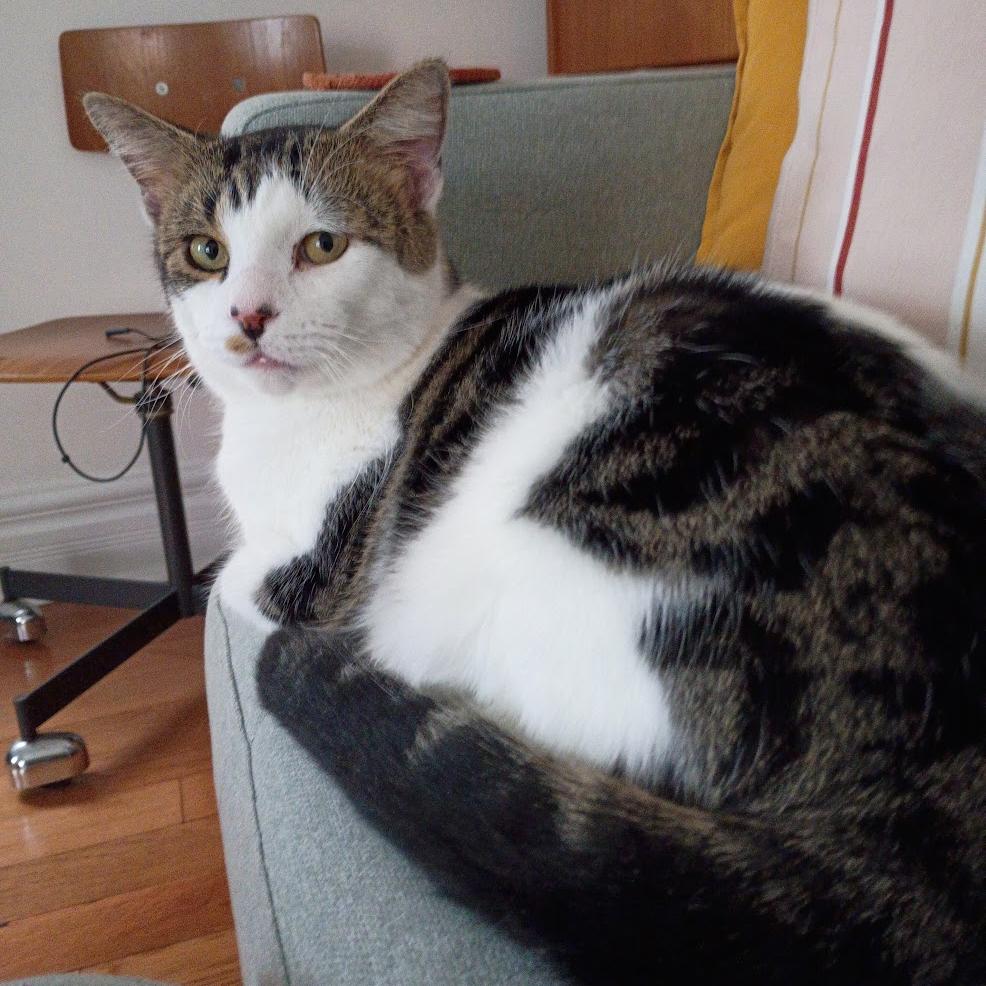 Snoozle, a Adoptable Domestic Short Hair in Chicago, IL image 1/6