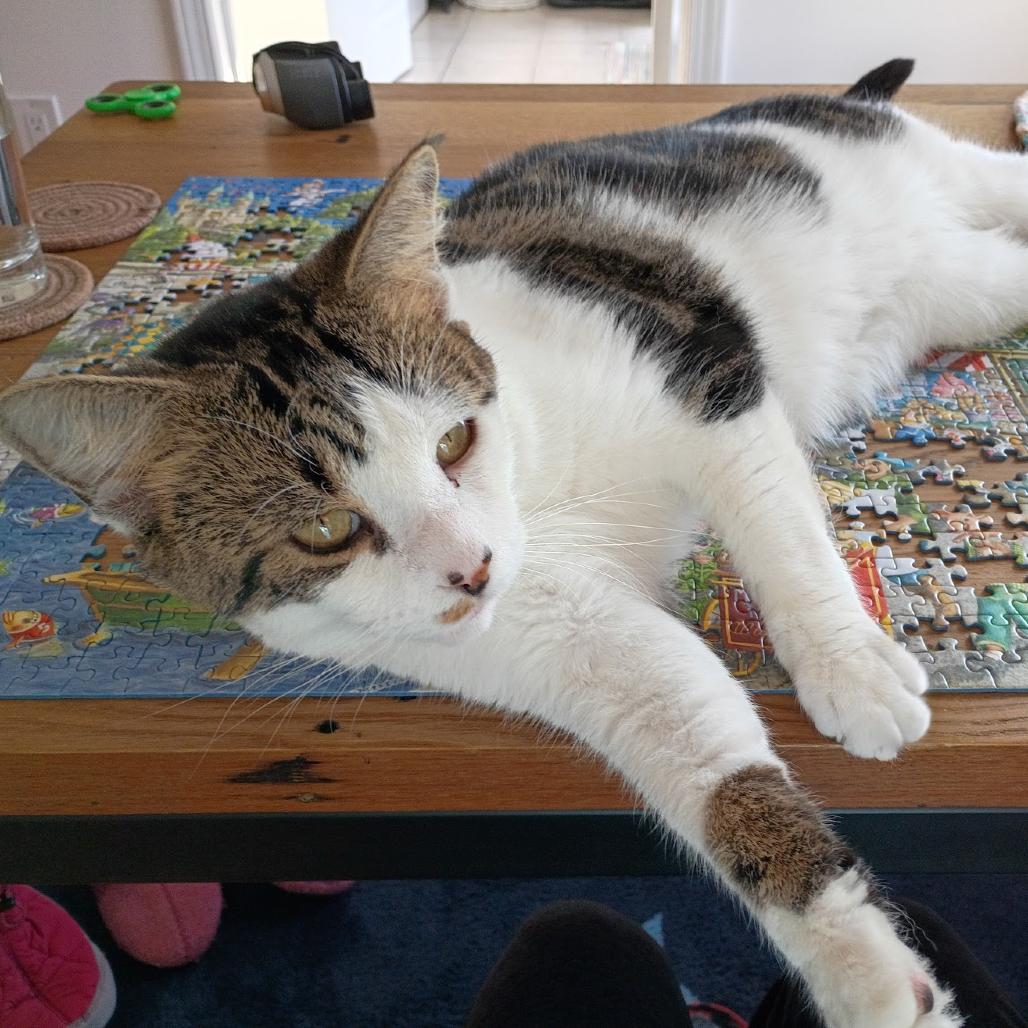 Snoozle, a Adoptable Domestic Short Hair in Chicago, IL image 2/6