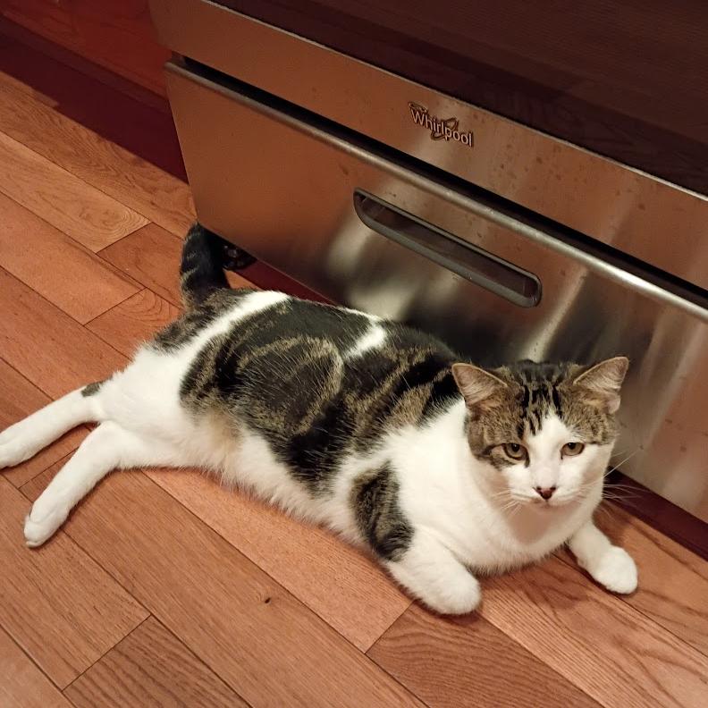 Snoozle, a Adoptable Domestic Short Hair in Chicago, IL image 3/6