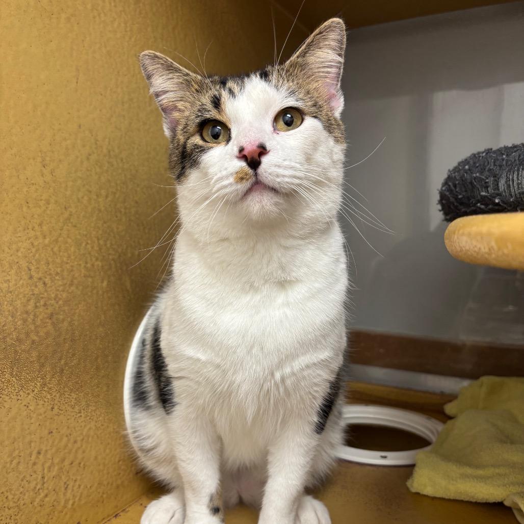 Snoozle, a Adoptable Domestic Short Hair in Chicago, IL image 4/6